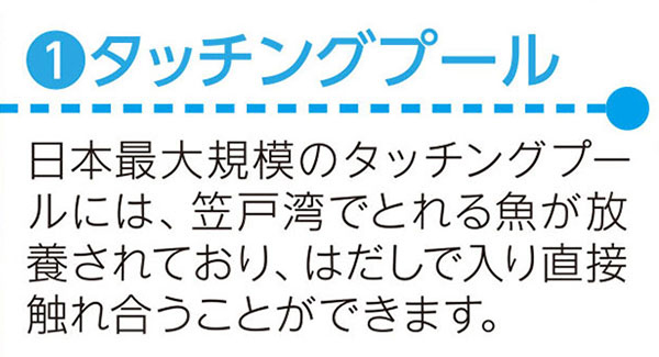 ひらめきパーク笠戸島タッチングプール1