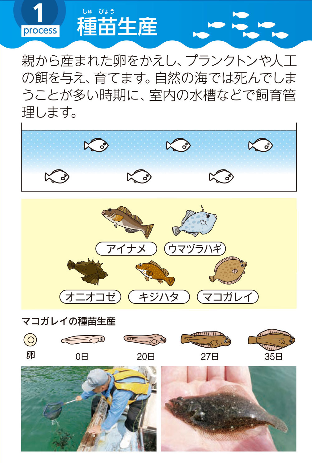 下松市栽培漁業センターの種苗生産