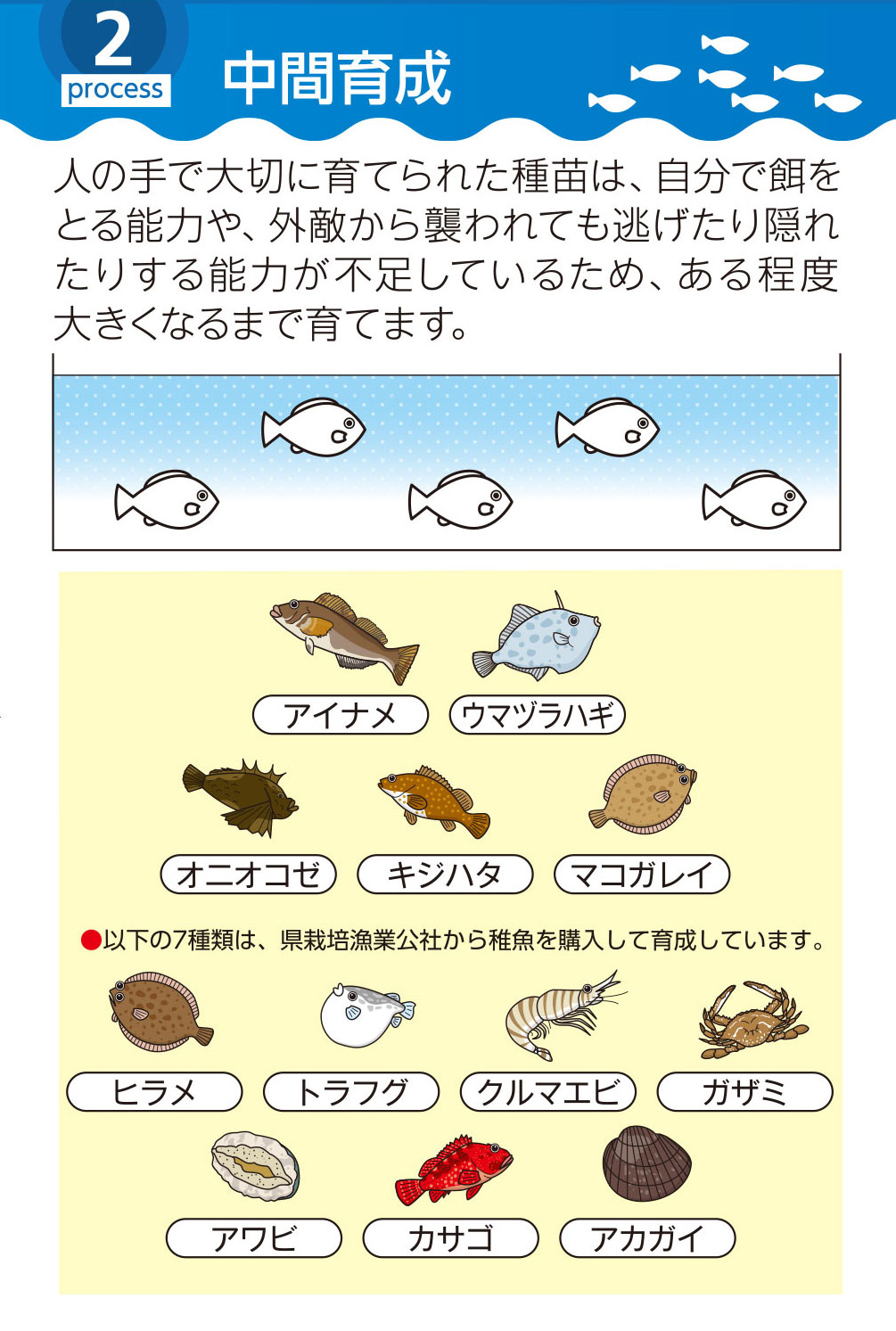 下松市栽培漁業センターの中間育成