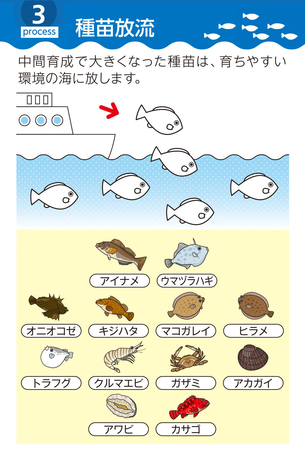 下松市栽培漁業センターの種苗放流