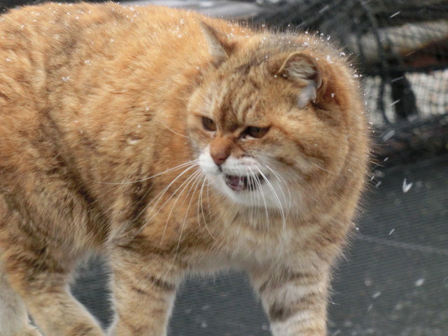 下松市栽培漁業センターの動物職員