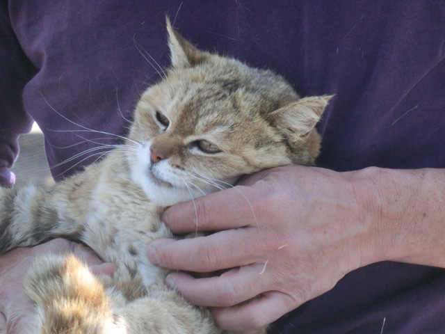 下松市栽培漁業センターの動物職員