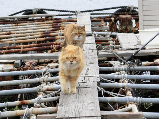 下松市栽培漁業センターの動物職員