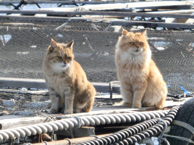 下松市栽培漁業センターの動物職員