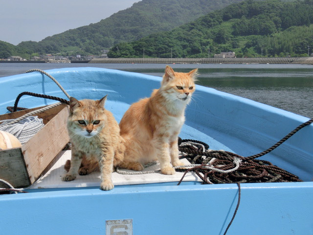 下松市栽培漁業センターの動物職員