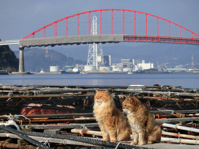 下松市栽培漁業センターの動物職員