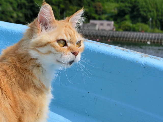 下松市栽培漁業センターの動物職員