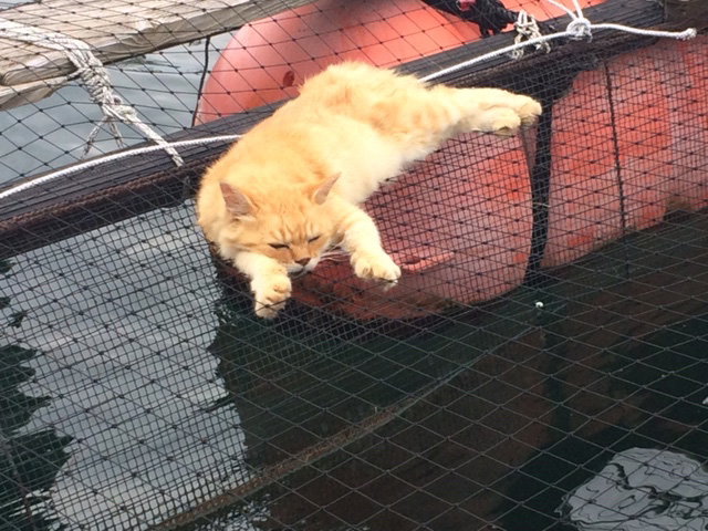 下松市栽培漁業センターの動物職員