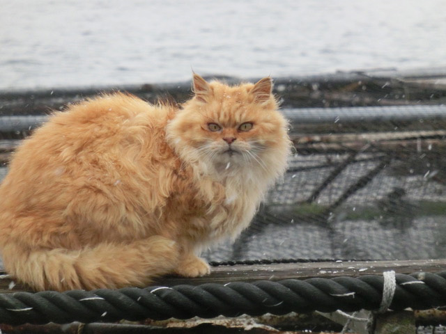 下松市栽培漁業センターの動物職員