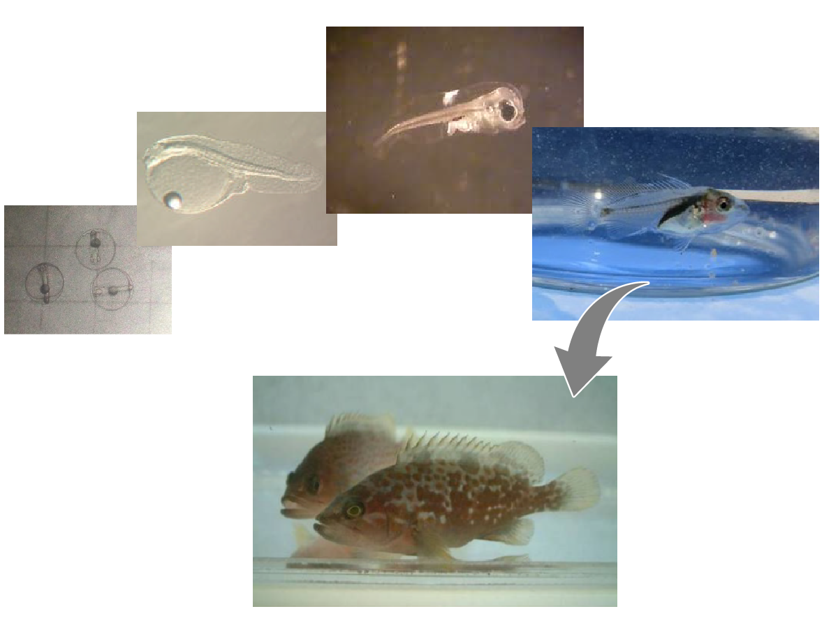 下松市栽培漁業センターキジハタ種苗生産