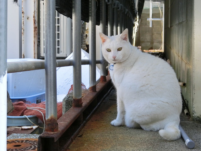 下松市栽培漁業センターの動物職員