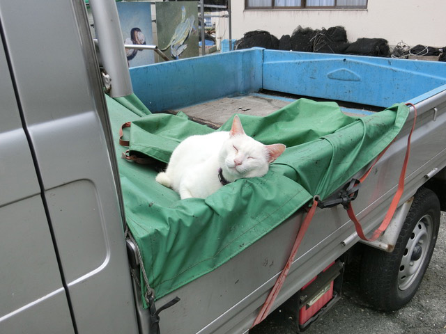 下松市栽培漁業センターの動物職員