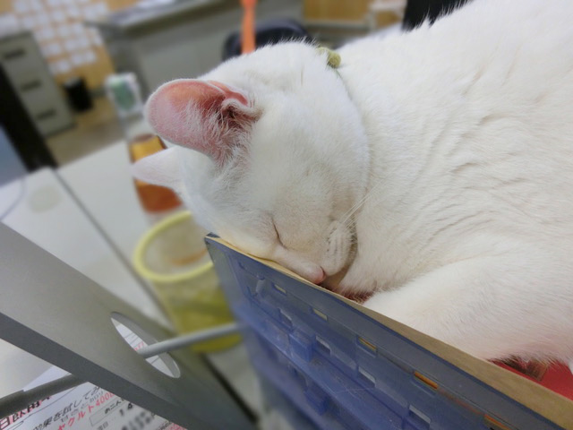 下松市栽培漁業センターの動物職員