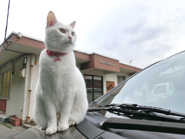 下松市栽培漁業センターの動物職員