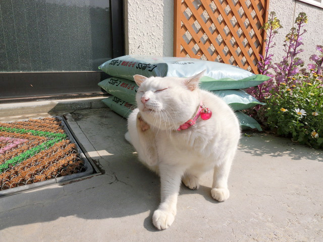 下松市栽培漁業センターの動物職員