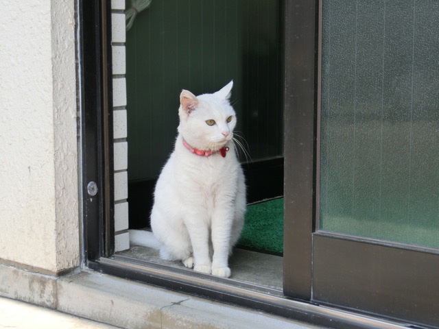 下松市栽培漁業センターの動物職員