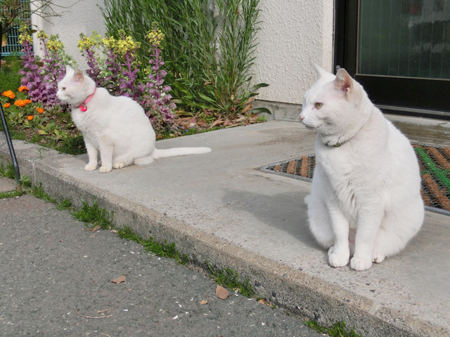 下松市栽培漁業センターの動物職員