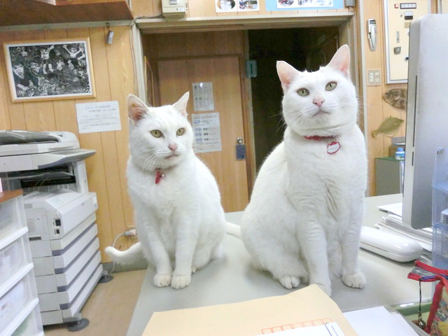 下松市栽培漁業センターの動物職員