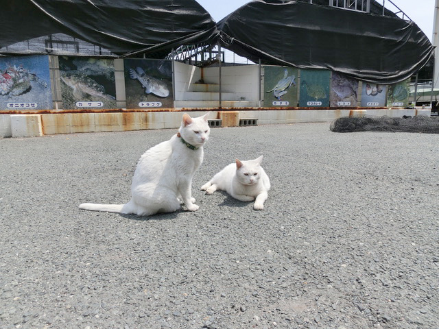 下松市栽培漁業センターの動物職員