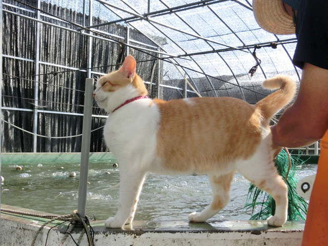 下松市栽培漁業センターの動物職員