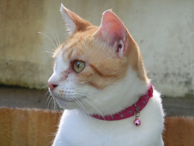 下松市栽培漁業センターの動物職員