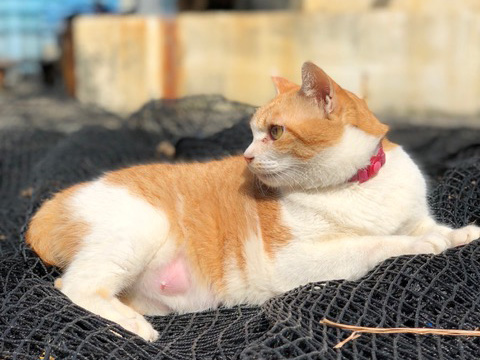 下松市栽培漁業センターの動物職員